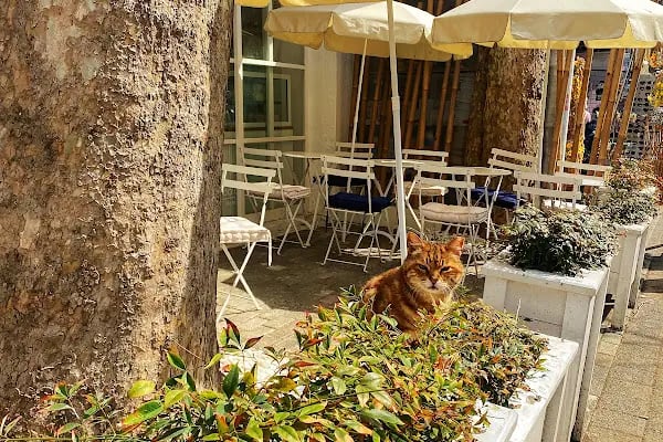 MUDO Büyükada Marina - Resim 12