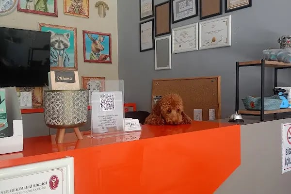 Petkey Veteriner Kliniği (Yeni Batı) - Resim 20