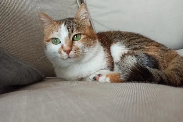 Petkey Veteriner Kliniği (Yeni Batı) - Resim 10