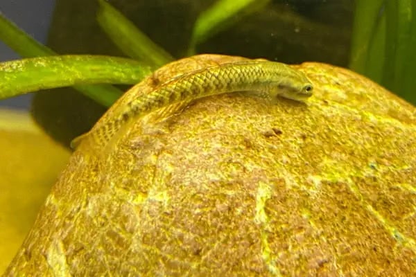 Aqua Royal Pet Shop - Resim 10