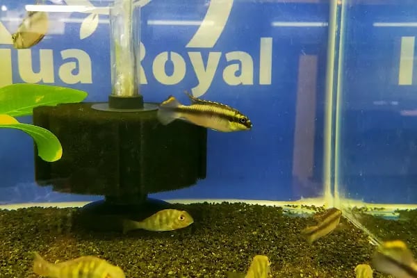 Aqua Royal Pet Shop - Resim 20