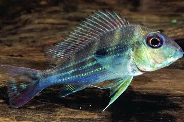 Aqua Royal Pet Shop - Resim 15