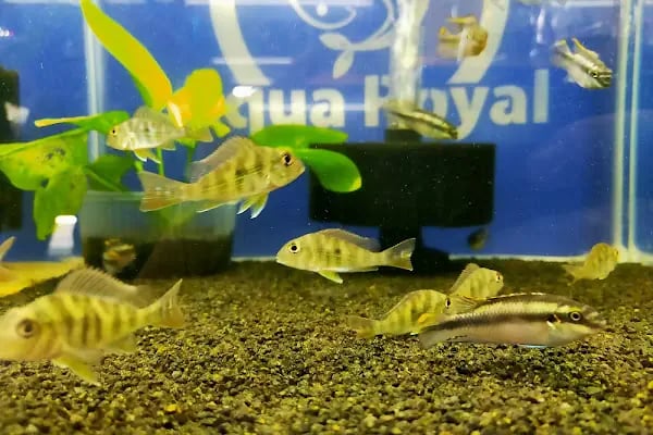 Aqua Royal Pet Shop - Resim 16