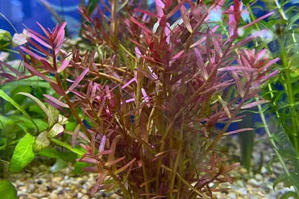 Aqua Royal Pet Shop - Resim 19
