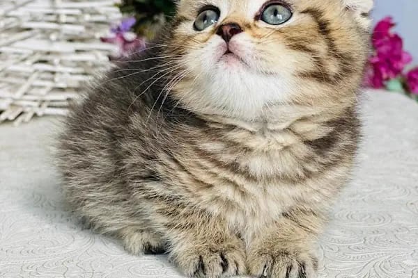 Aqua Royal Pet Shop - Resim 8