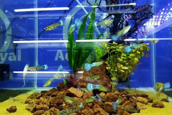 Aqua Royal Pet Shop - Resim 6