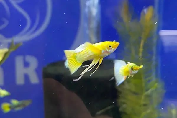 Aqua Royal Pet Shop - Resim 12