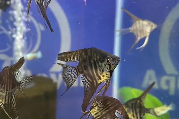 Aqua Royal Pet Shop - Resim 4