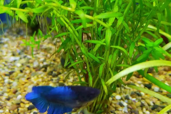 Aqua Royal Pet Shop - Resim 7