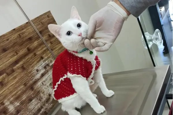Demirel Pet Veteriner Kliniği - Resim 2