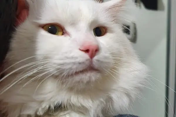 Demirel Pet Veteriner Kliniği - Resim 6