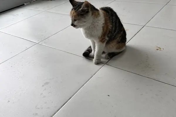 Demirel Pet Veteriner Kliniği - Resim 9