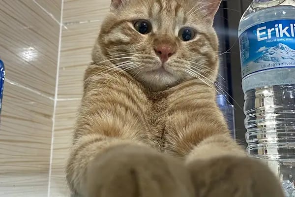 Demirel Pet Veteriner Kliniği - Resim 7