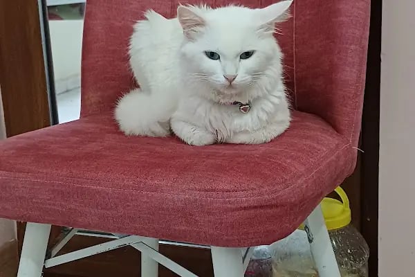Demirel Pet Veteriner Kliniği - Resim 10