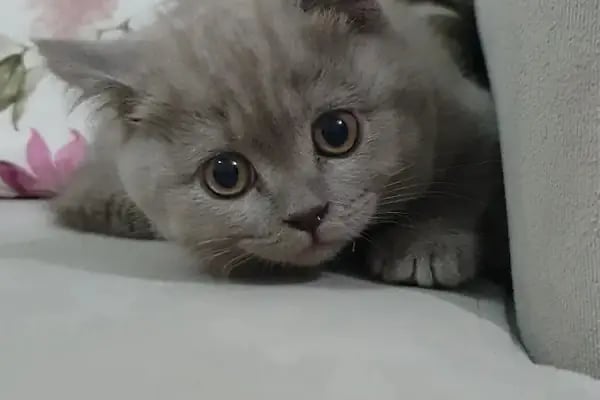 Demirel Pet Veteriner Kliniği - Resim 13