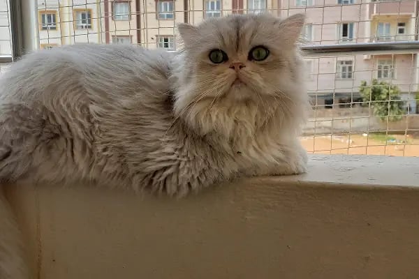 Demirel Pet Veteriner Kliniği - Resim 8