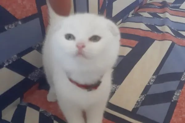 Demirel Pet Veteriner Kliniği - Resim 14