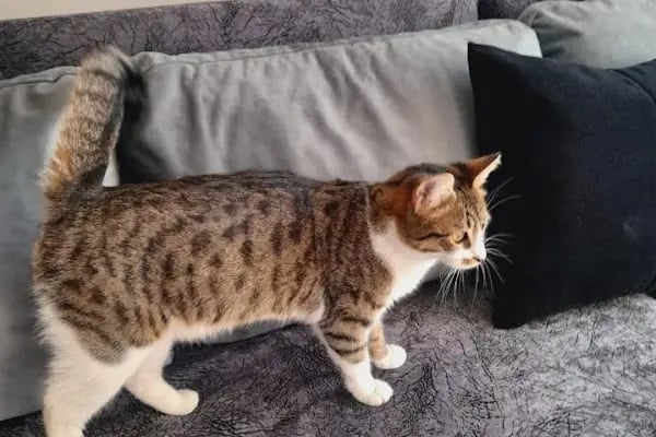Buca Vet Veteriner Kliniği - Resim 5