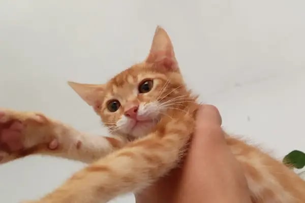 Buca Vet Veteriner Kliniği - Resim 4