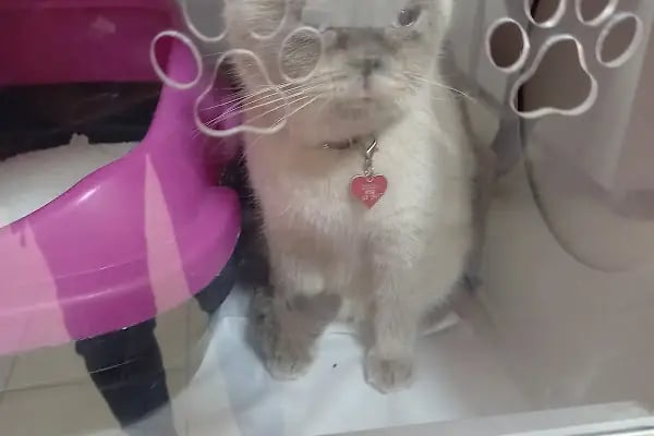 Buca Vet Veteriner Kliniği - Resim 16