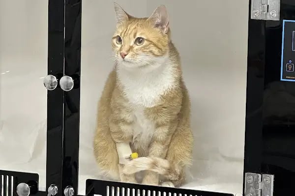Buca Vet Veteriner Kliniği - Resim 8
