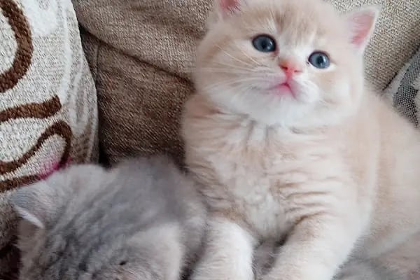 Buca Vet Veteriner Kliniği - Resim 12