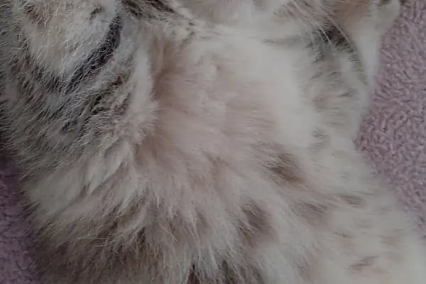 Buca Vet Veteriner Kliniği - Resim 14