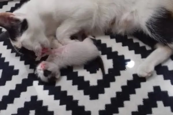 Buca Vet Veteriner Kliniği - Resim 19