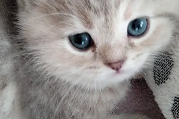 Buca Vet Veteriner Kliniği - Resim 3