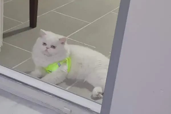 Buca Vet Veteriner Kliniği - Resim 7