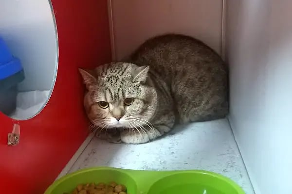 Buca Vet Veteriner Kliniği - Resim 9