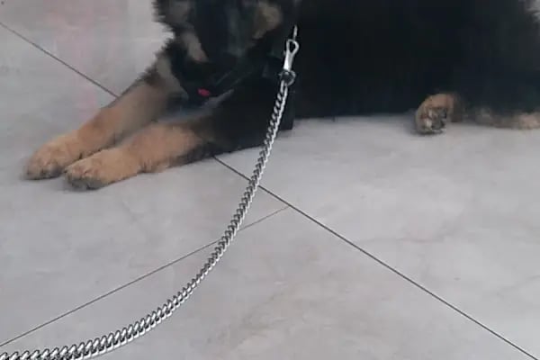 Adana Seyhan Veteriner Kliniği - Resim 11
