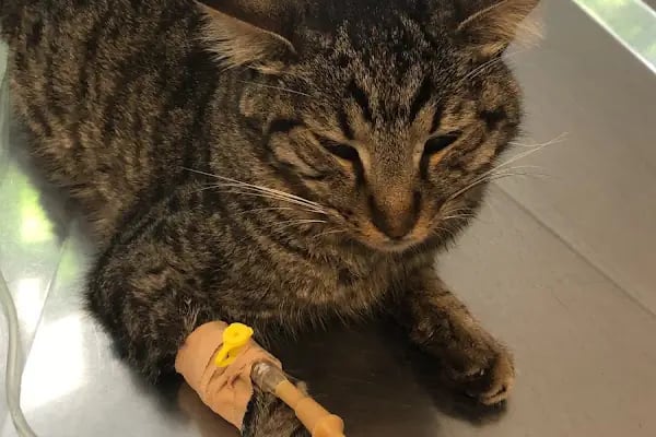 Adana Seyhan Veteriner Kliniği - Resim 12