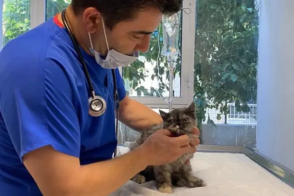 Adana Seyhan Veteriner Kliniği - Resim 19