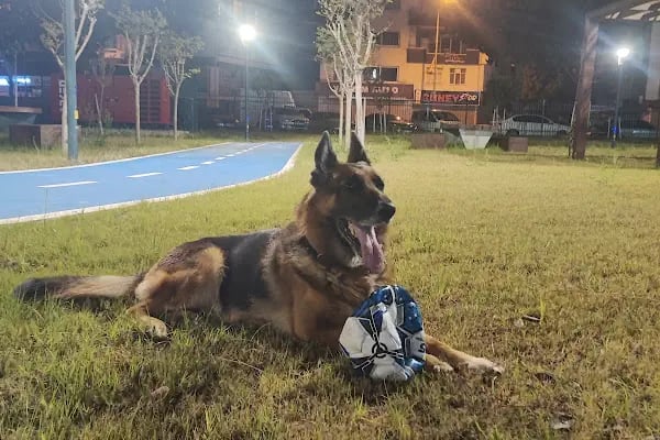 Adana Seyhan Veteriner Kliniği - Resim 10
