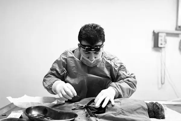 Adana Seyhan Veteriner Kliniği - Resim 4