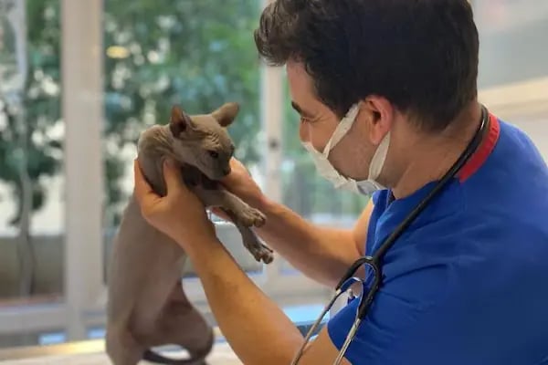 Adana Seyhan Veteriner Kliniği - Resim 18