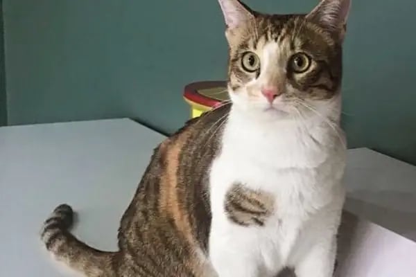 Çerkezkoy Petlife Veteriner Kliniği - Resim 2
