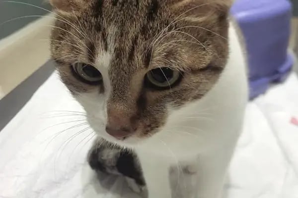 Çerkezkoy Petlife Veteriner Kliniği - Resim 8