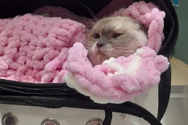 Çerkezkoy Petlife Veteriner Kliniği - Resim 7