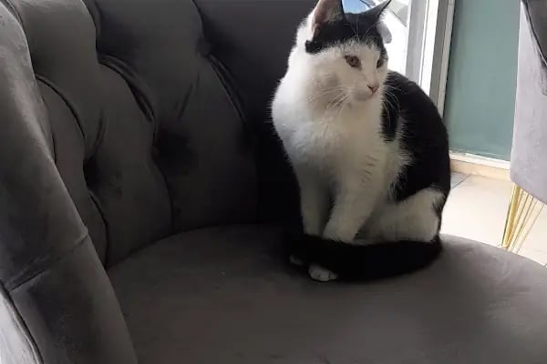 Çerkezkoy Petlife Veteriner Kliniği - Resim 18
