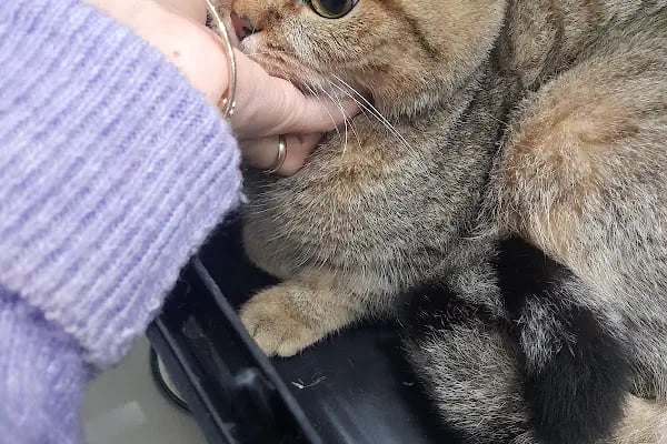 Çerkezkoy Petlife Veteriner Kliniği - Resim 10