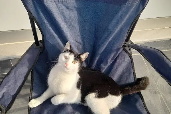 Çerkezkoy Petlife Veteriner Kliniği - Resim 9