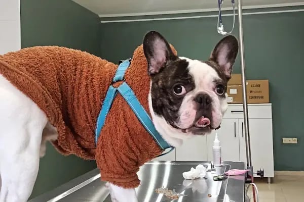 Çerkezkoy Petlife Veteriner Kliniği - Resim 5