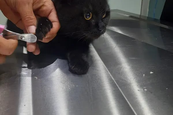 Çerkezkoy Petlife Veteriner Kliniği - Resim 20