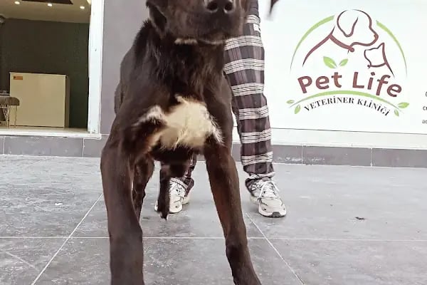 Çerkezkoy Petlife Veteriner Kliniği - Resim 6
