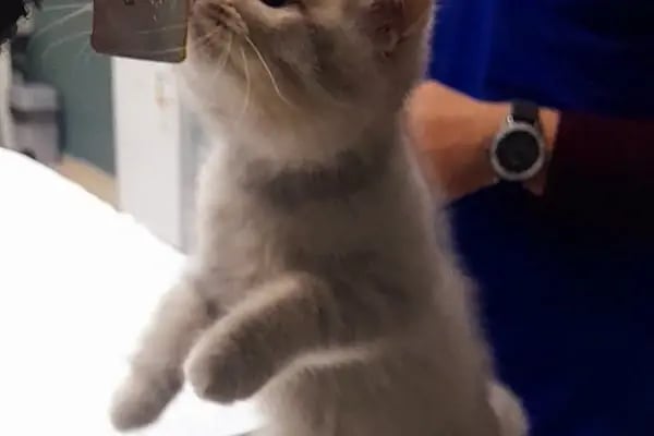 Çerkezkoy Petlife Veteriner Kliniği - Resim 14