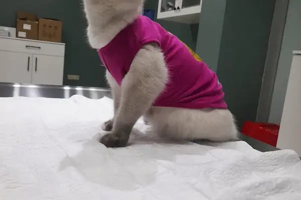 Çerkezkoy Petlife Veteriner Kliniği - Resim 3