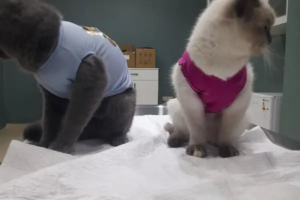 Çerkezkoy Petlife Veteriner Kliniği - Resim 11