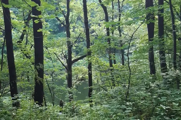 Çamlıköy Tabiat Parkı - Resim 11